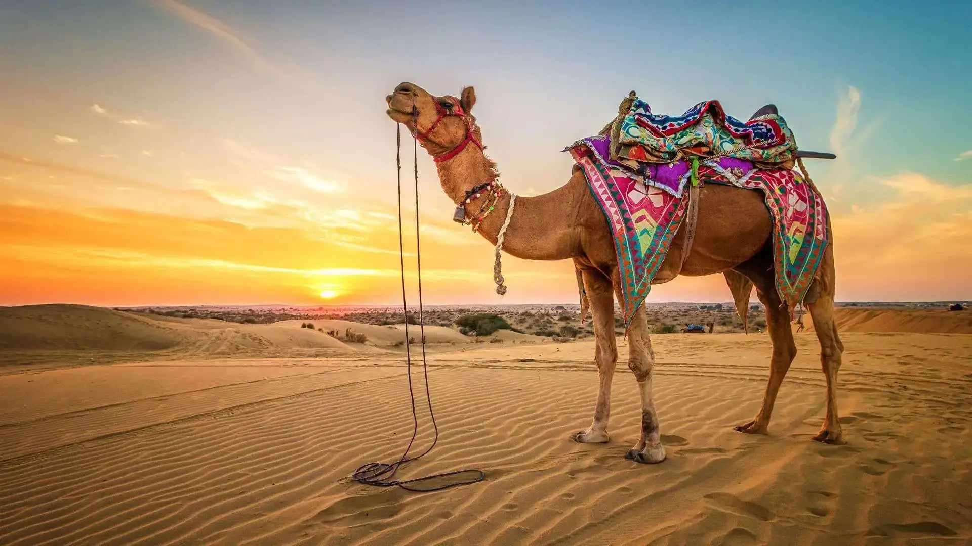 Camel Safari